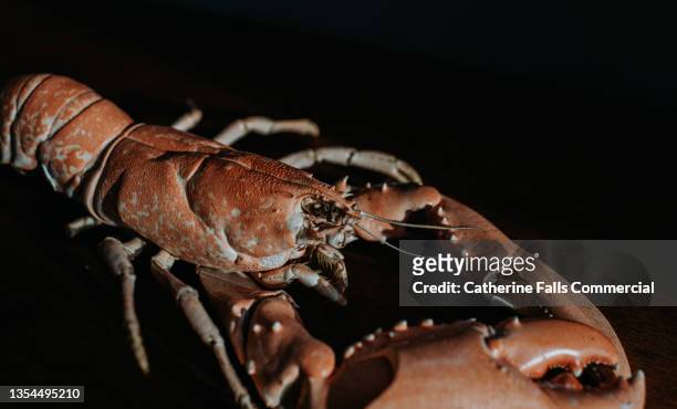 conceptual, close-up of a preserved lobster shell - fisherman stock pictures, royalty-free photos & images
