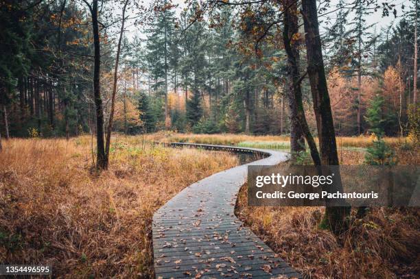 wooden walking path in the forest - voetgangerspad stockfoto's en -beelden