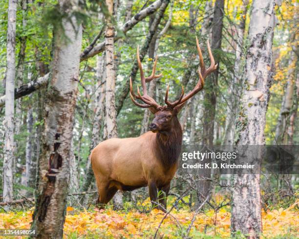 bull elk in the forest - kronhjort bildbanksfoton och bilder