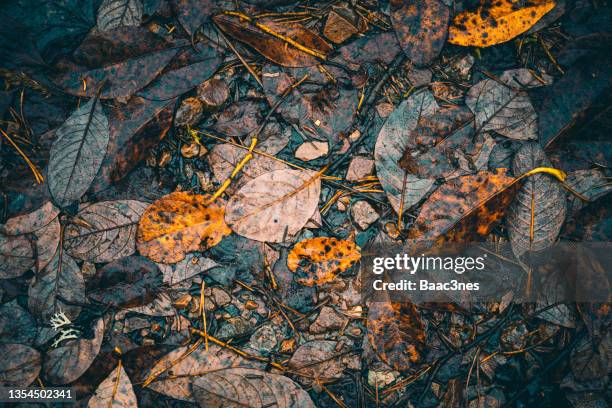 wet autumn leaves on the ground - low section stock-fotos und bilder