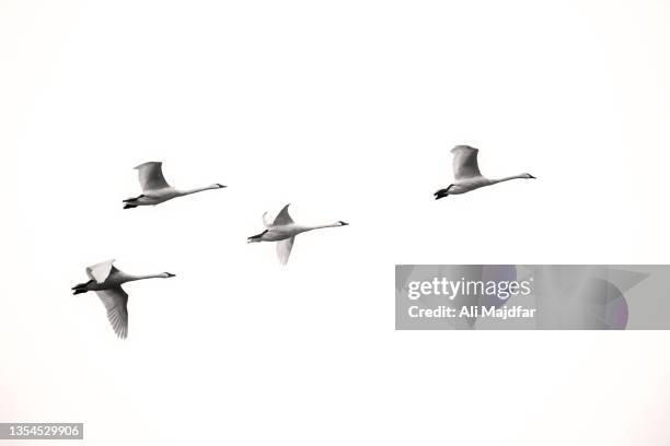 flying swans - water bird stock pictures, royalty-free photos & images