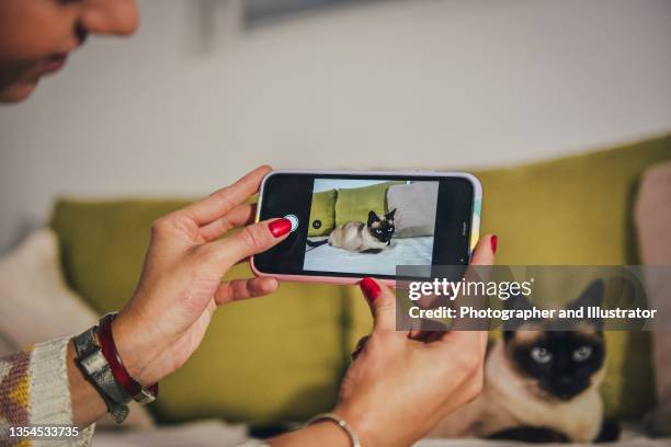 katzenliebhaber - cat selfie stock-fotos und bilder