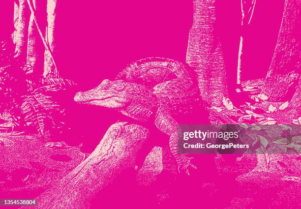 alligator laying in the sun - alligator leather stock illustrations