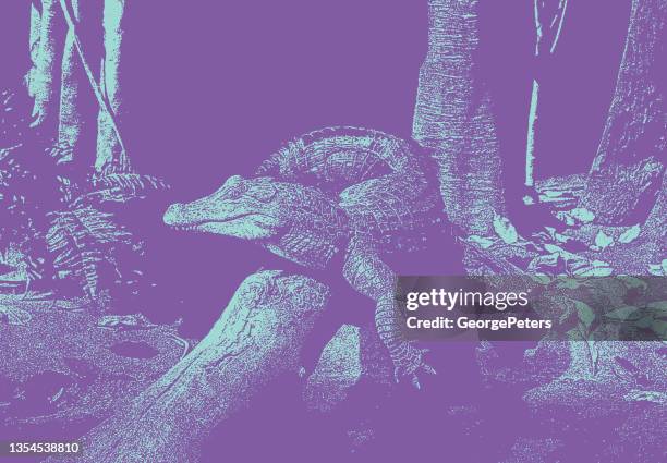 alligator laying in the sun - alligator leather stock illustrations