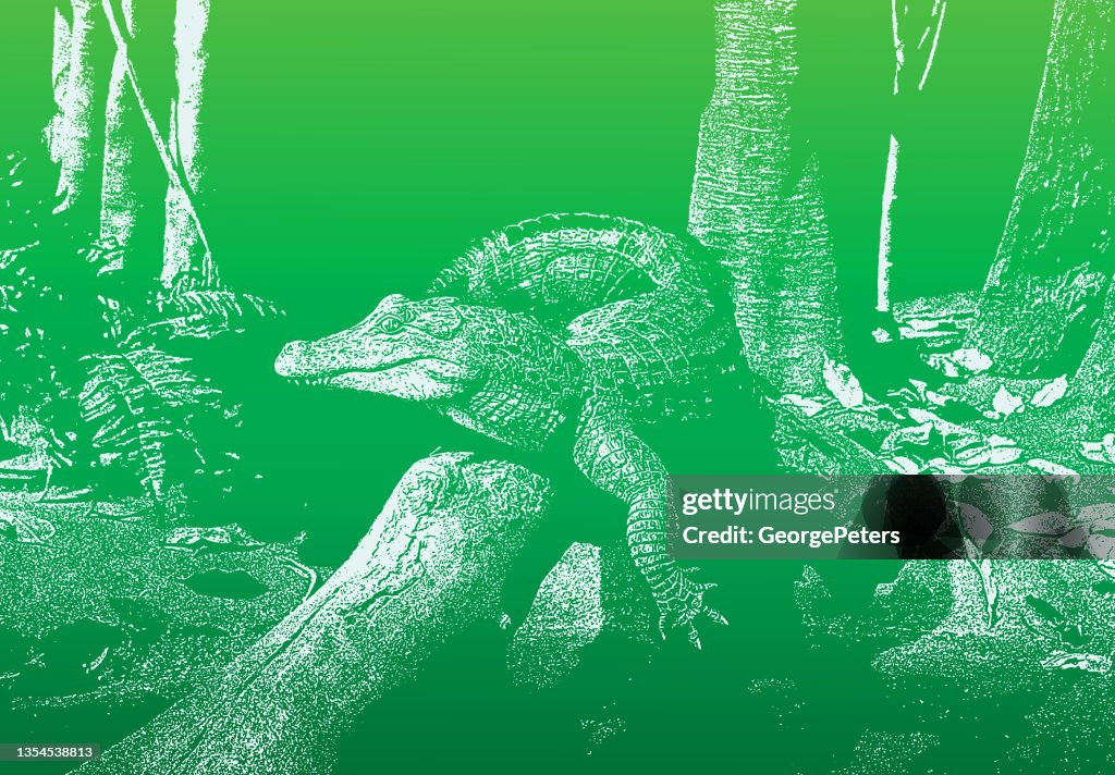 Caimán tumbado al sol