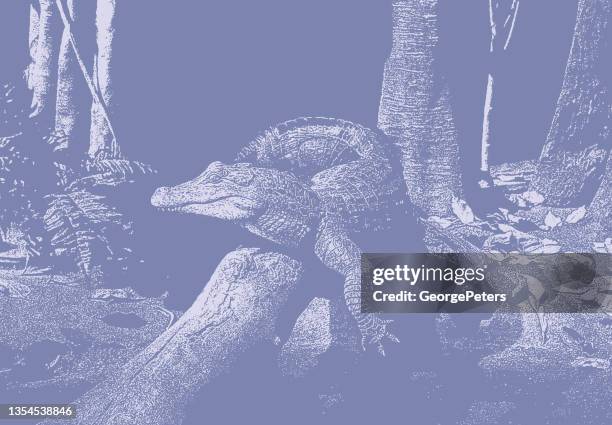 alligator laying in the sun - alligator leather stock illustrations
