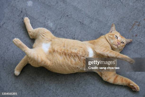 portrait of orange cat series - supino foto e immagini stock