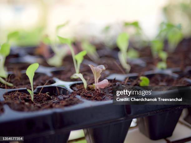 seedling or germinating of vegetable salad in a tray - oak leaf - fotografias e filmes do acervo