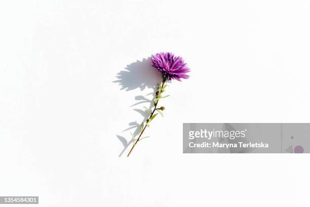 purple flower on an isolated white background. - flor silvestre fotografías e imágenes de stock