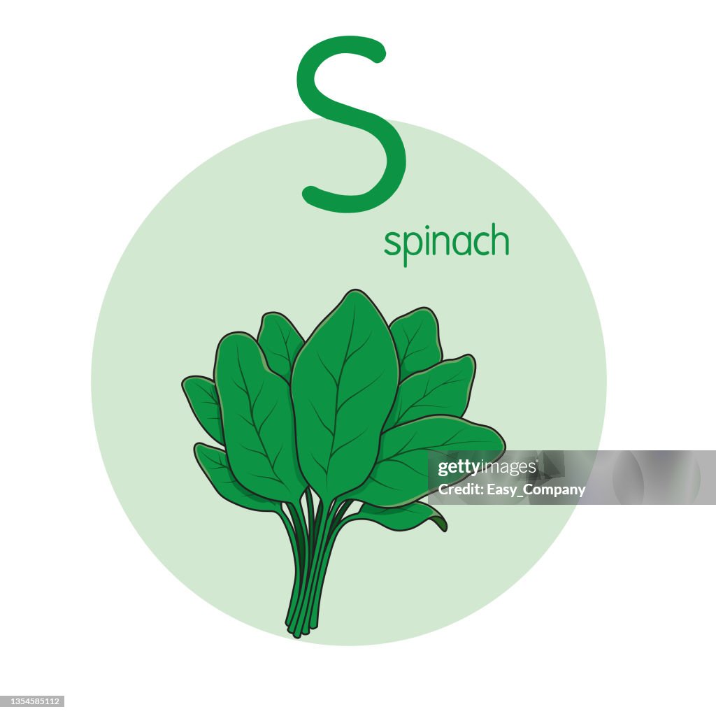 Ilustración vectorial de espinacas con letra del alfabeto S mayúscula o mayúscula para niños que aprenden práctica ABC