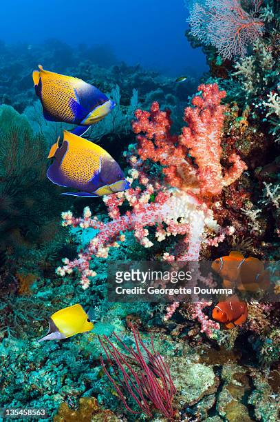 coral reef scenery with fish and soft corals - euxiphipops navarchus fotografías e imágenes de stock