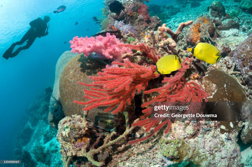 Coral reef with diver and fish