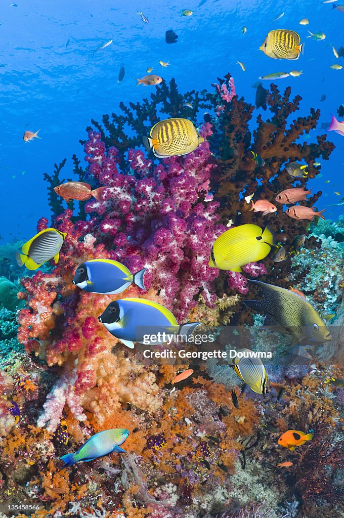 Coral reef scenery with fish