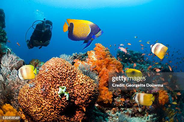 diver watching coral reef fish - euxiphipops navarchus fotografías e imágenes de stock