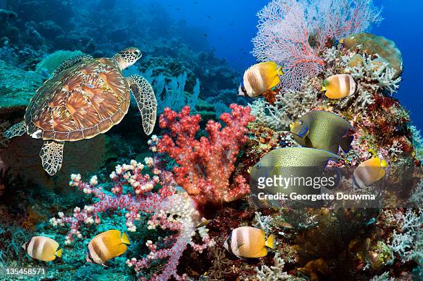green sea turtle over coral reef - sea life stock pictures, royalty-free photos & images