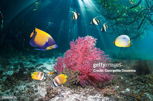 tropical reef fish with soft coral - euxiphipops navarchus fotografías e imágenes de stock
