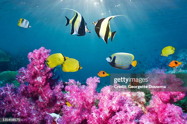 tropical reef fish over soft corals. - halfterfisch stock-fotos und bilder