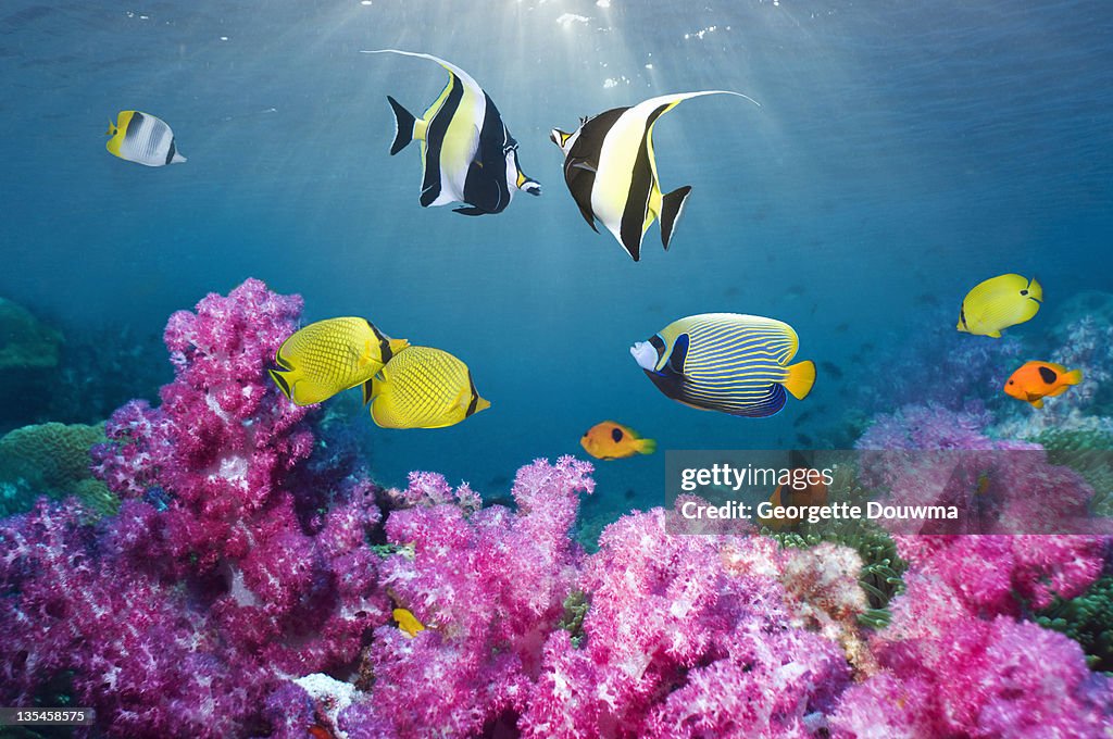 Tropical reef fish over soft corals.