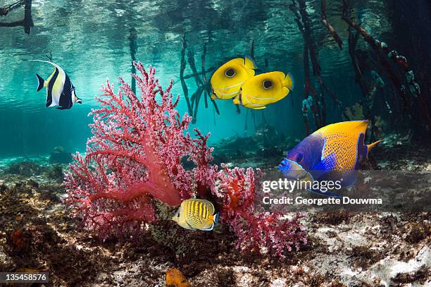 soft coral with tropical reef fish - euxiphipops navarchus fotografías e imágenes de stock