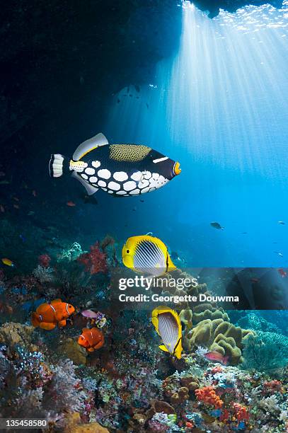 coral reef scenery - clown triggerfish stock pictures, royalty-free photos & images
