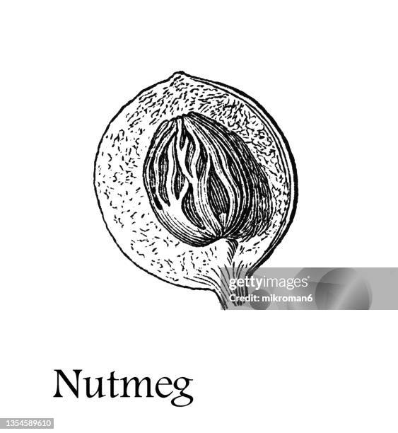 old engraved illustration of evergreen tree nutmeg (myristica fragrans) - cypress tree illustration stock pictures, royalty-free photos & images
