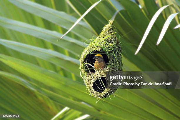 weaver bird in nest - bird's nest stockfoto's en -beelden