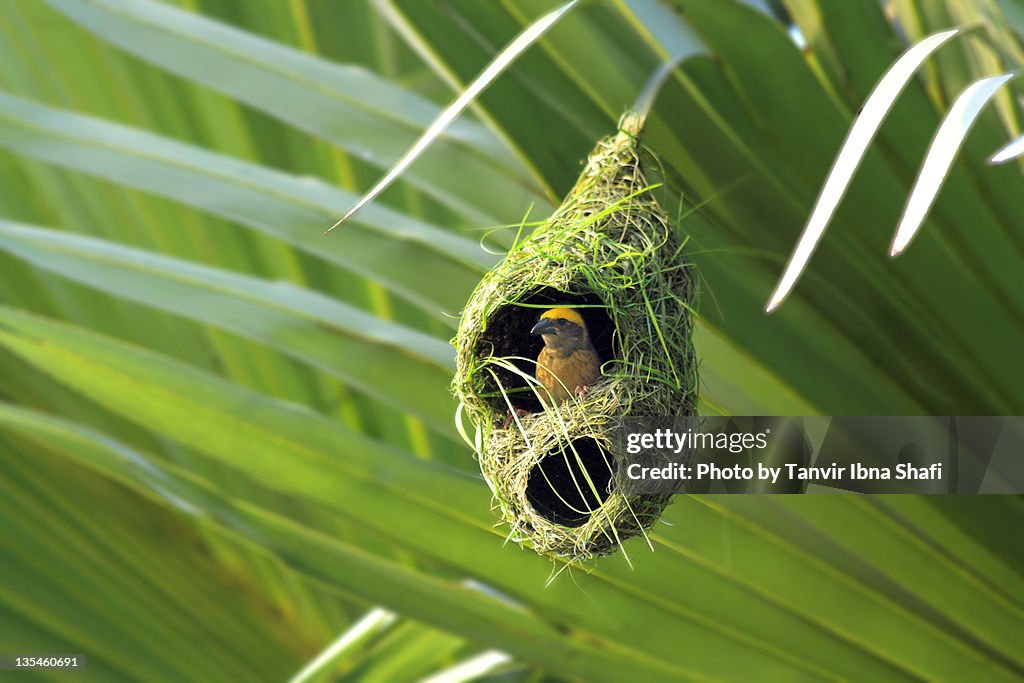 Weaver bird in nest