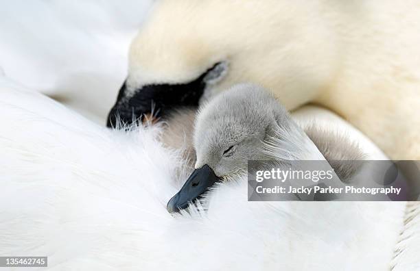 sleeping mute swan and cygnet - abbotsbury stock pictures, royalty-free photos & images