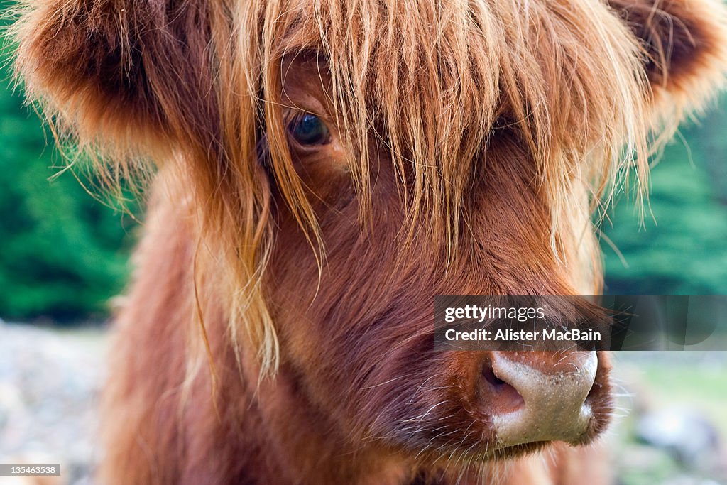 Highland cow calf