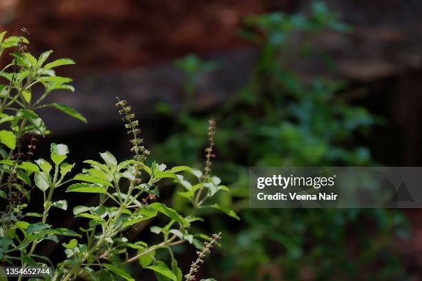 holy basil/ocimum basilicum/herb/nature-kerala - ayurveda kerala stock pictures, royalty-free photos & images