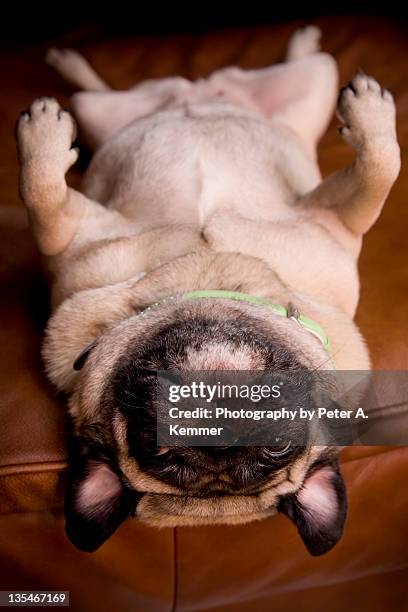 pug lying upside-down on ottoman - pug portrait stock pictures, royalty-free photos & images