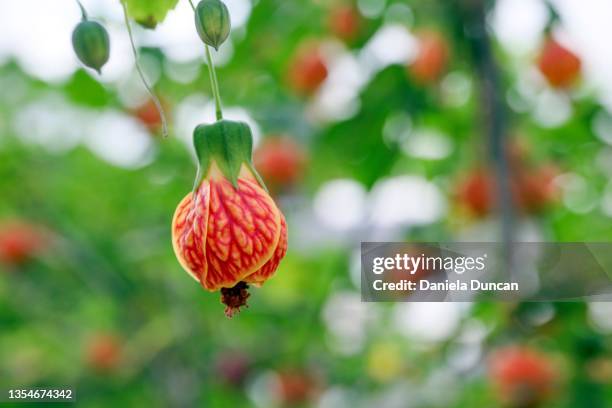 abutilon - flowering maple tree stock pictures, royalty-free photos & images