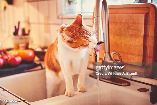 Cat drinking water