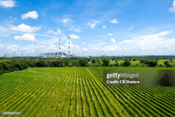 aerial view of green soybean field in india - monoculture stock pictures, royalty-free photos & images