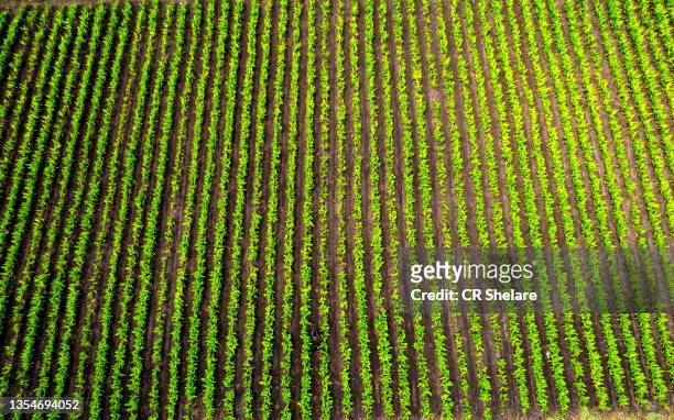 indian turmeric field - indian spice stock pictures, royalty-free photos & images