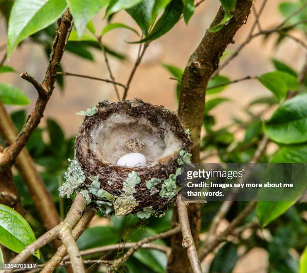 a beautifully build hummingbird’s nest with a single egg. - nest egg stockfoto's en -beelden