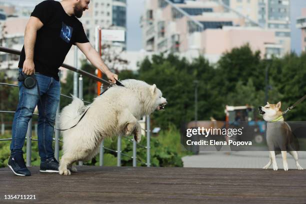 two dogs barking for each other at the public park - pet leash stock-fotos und bilder