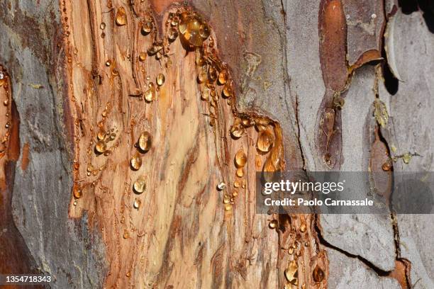 resin dripping from pine tree - kautschuksaft stock-fotos und bilder