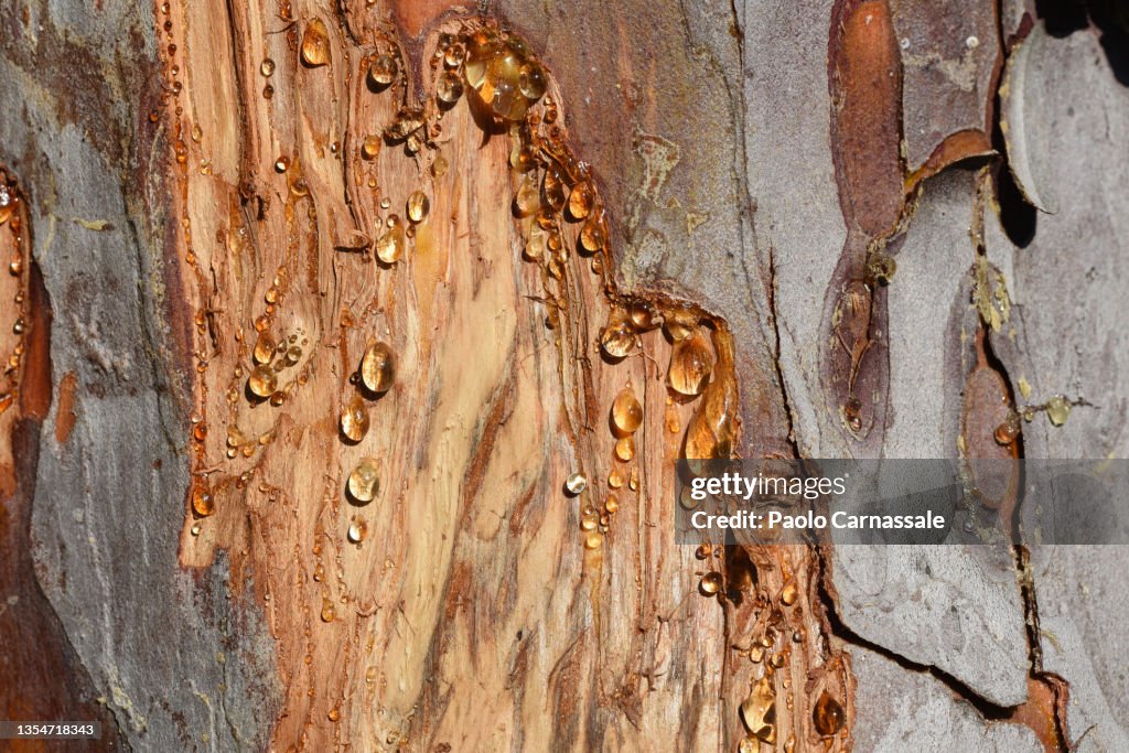 Resin dripping from pine tree