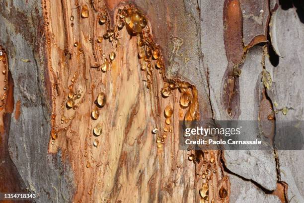 resin dripping from pine tree - látex flora - fotografias e filmes do acervo