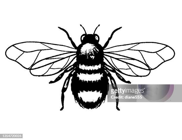 ilustrações de stock, clip art, desenhos animados e ícones de bumblee bee - bee stock illustrations