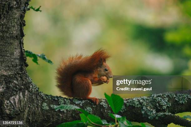 rotes eichhörnchen isst nüsse auf ast - eichhörnchen stock-fotos und bilder