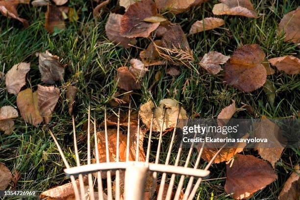 cleaning autumn leaves with a rake. close-up of the autumn lawn. - compost garden stockfoto's en -beelden
