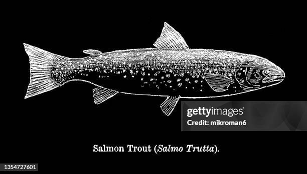 old engraved illustration of the brown trout or salmon trout (salmo trutta) - brown trout stock pictures, royalty-free photos & images