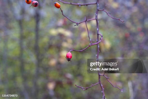 rose hips in autumn - ローズヒップティー ストックフォトと画像