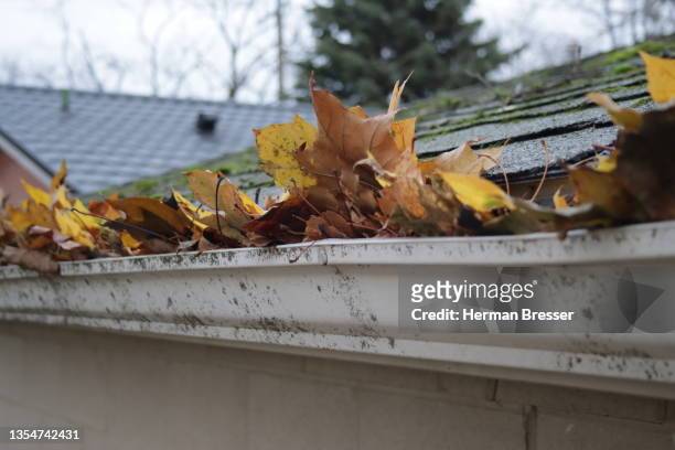 rain gutter full of leaves - dakgoot stockfoto's en -beelden