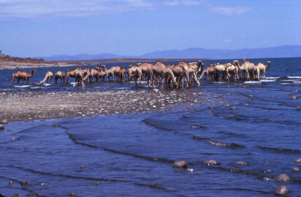 camelos na margem do lago rudolf - fotos e imagens de camelos bebendo