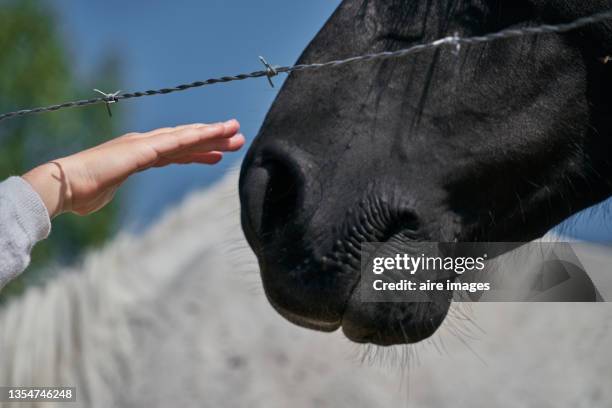 closeup shot of the hand of the jockey touching the snout of a black horse - snout stock-fotos und bilder