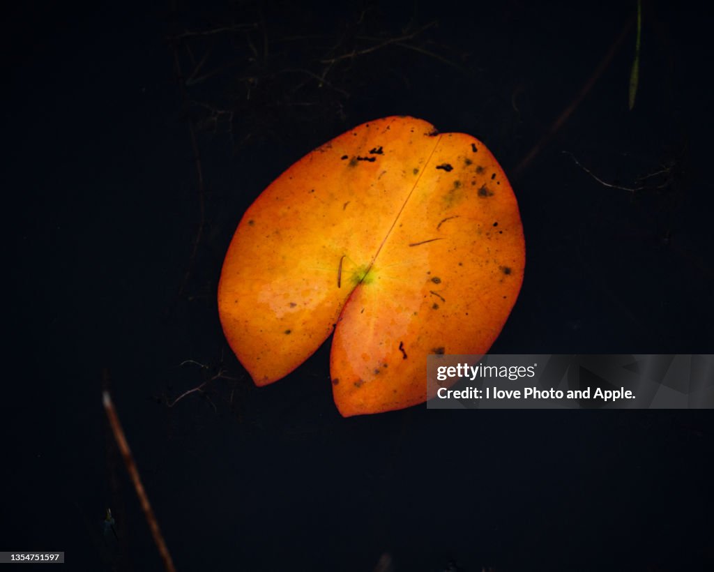 Remaining persimmon leaves