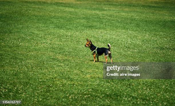 Prague Rater Prague Ratter Photos and Premium High Res Pictures - Getty Images